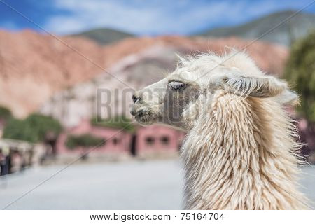 Llama In Purmamarca, Jujuy, Argentina.