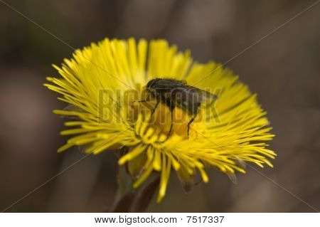 fliegen auf einer Blume