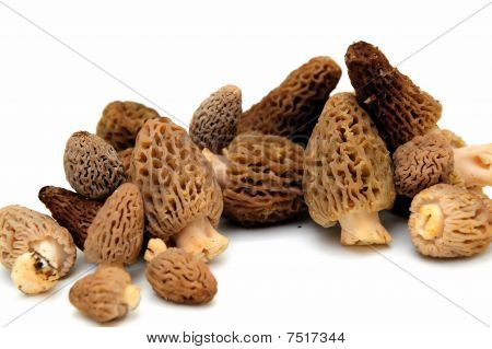 Morel houba