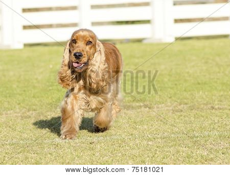 English Cocker Spaniel