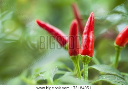 Plant Of Ornamental Chili In Vegetable Garden, Spicy And Natural Aphrodisiac
