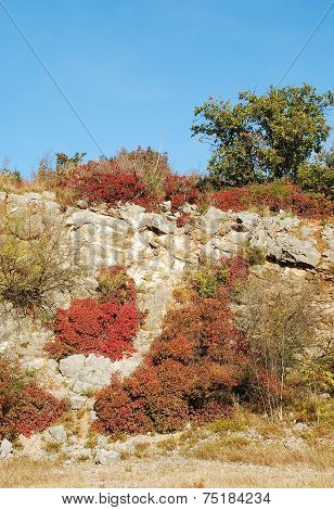 Autumn Colours In The Carso
