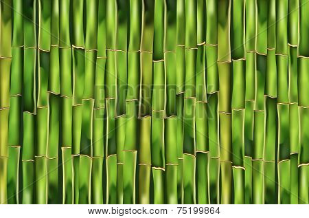 Bamboo Background