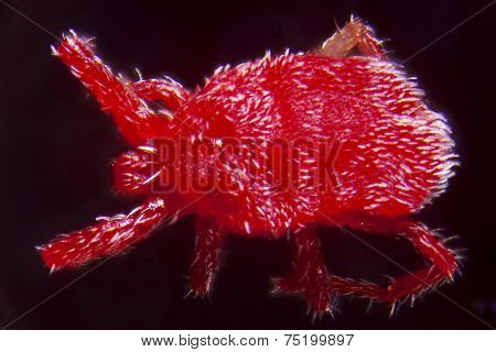 Nymph Of A Trombidium Holosericeum