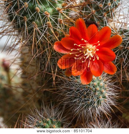 Blooming cactus Aylostera. Red flower.