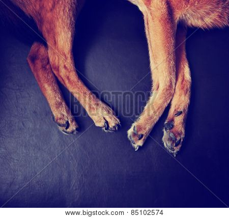  a cute chihuahua laying on a leather couch with his paws showing done with a retro vintage instagram filter 
