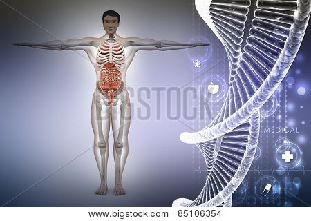 human anatomy with dna