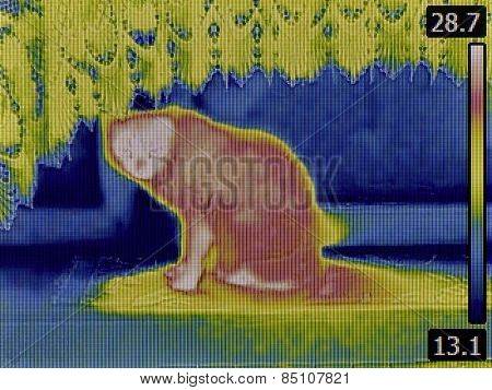 Thermal Image of Domestic Cat