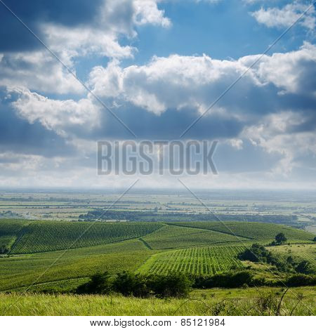 view to vineyard. Ukraine, Trans-carpathian
