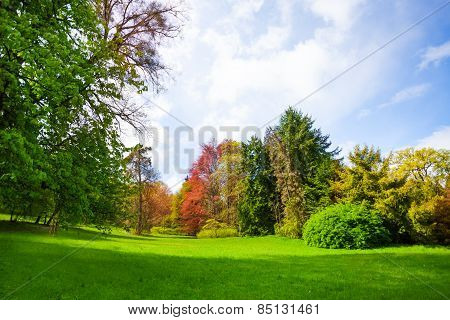 Beautiful spring forest with trees of all colors
