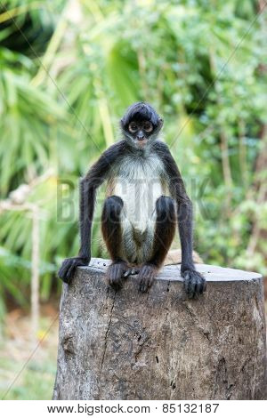 Spider monkey on a tree