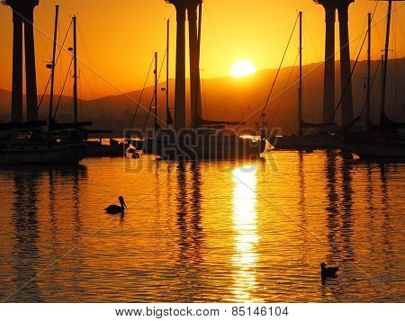 Pelican and Duck at Sunrise, San Diego Bay