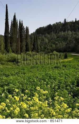 Forest meadow