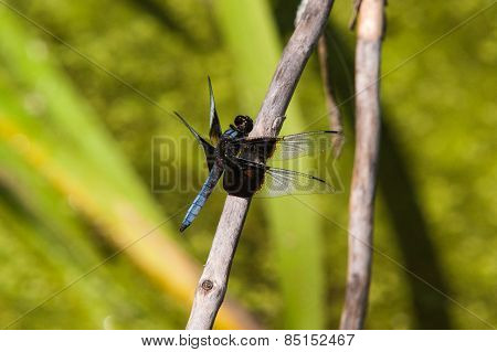 Widow Skimmer Dragonfly