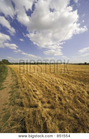 Cornfield warwickshire