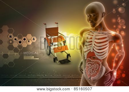 human anatomy
