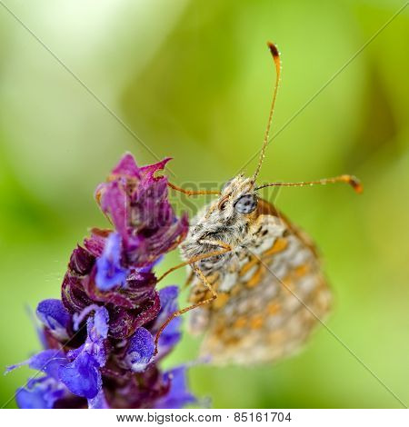 butterfly in natural habitat in spring (melitaea aethera)