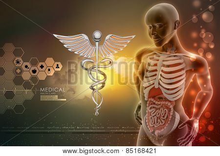 human anatomy and caduceus sign