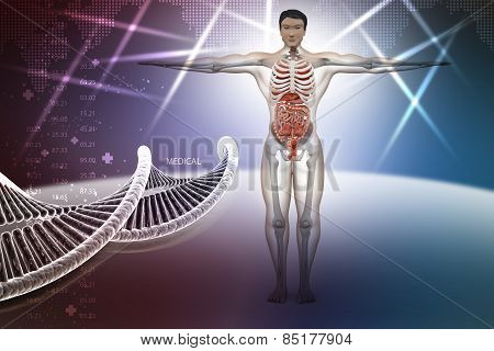 human anatomy with dna
