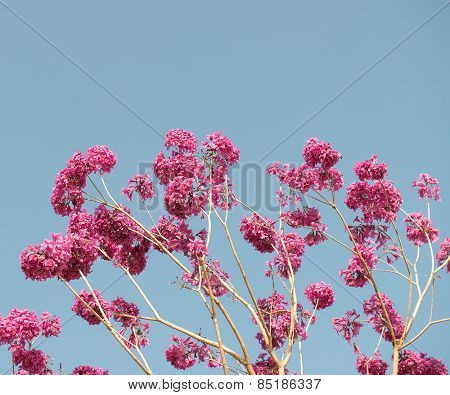 Tabebuia chrysotricha pink flowers blossom in spring