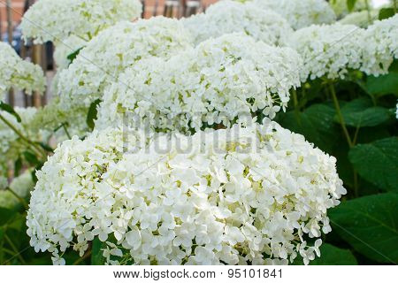 Hydrangea Arborescens Annabelle  White Balls Summer Flowers
