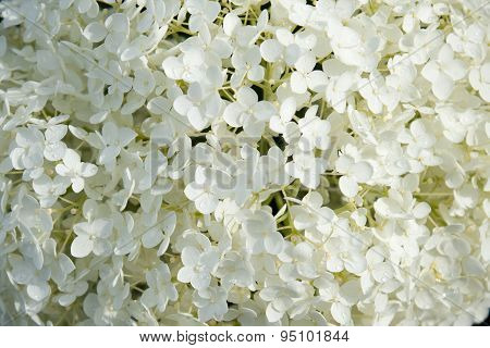 Hydrangea Arborescens Annabelle  White Balls Summer Flowers