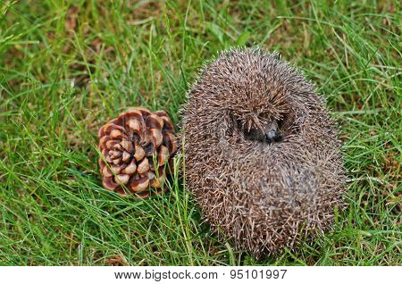 Hedgehog On The Green Grass With Cons