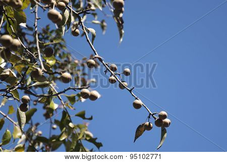 Washnut Tree