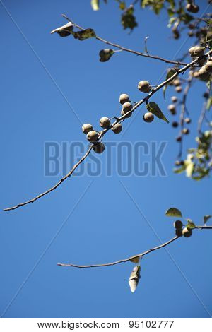 Washnut Tree