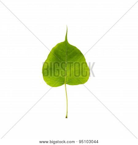 Green Leaf Pho Leaf, Bo Leaf, Isolated On White Background