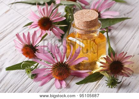 Fragrant Medical Tincture Of Echinacea Purpurea Closeup