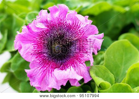 Petunia Pink Blossoming