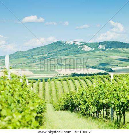 Weinberge, Palava, Tschechische Republik