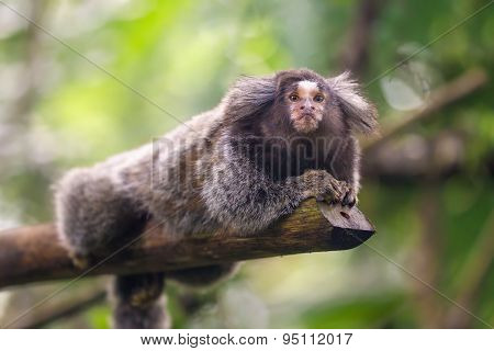 Common Marmoset Callithrix jacchus