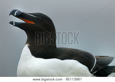 Razorbill