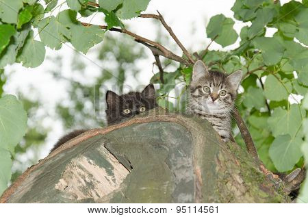 Two Young Wild Cats