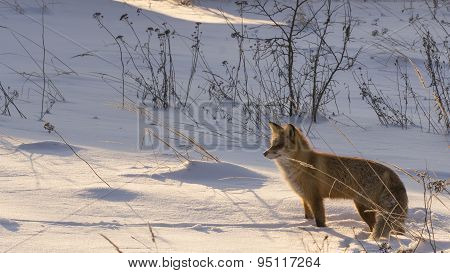 Red fox in the winter on snowy ground