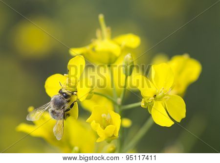 Working bee on canola plant.