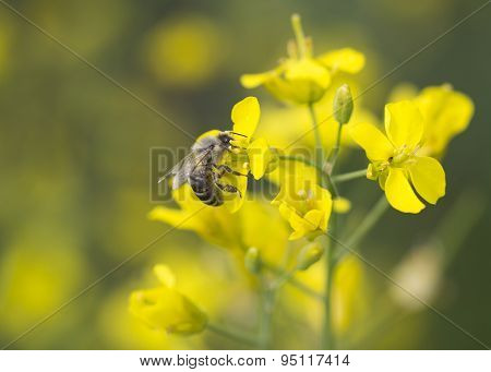 Working bee on canola plant.