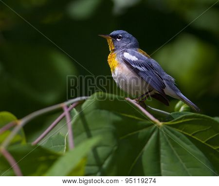 Northern Parula