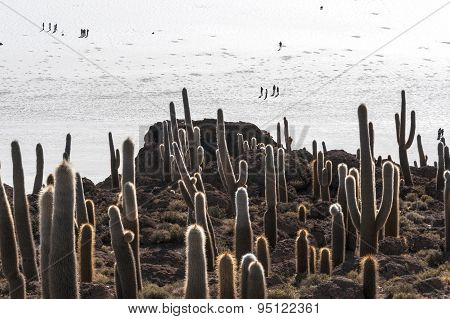 Isla De Pescadores, Salt Lake Uyuni In Bolivia
