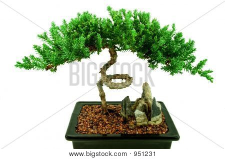 Bonsai