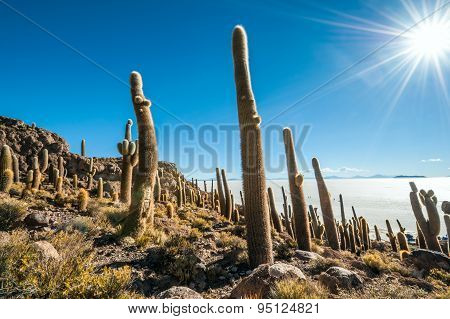 Isla De Pescadores, Salt Lake Uyuni In Bolivia