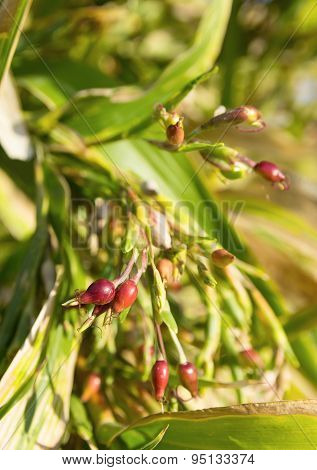 raw of job's tears ( Adlay Adlay millet ) on tree