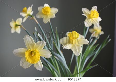 花-narzissus