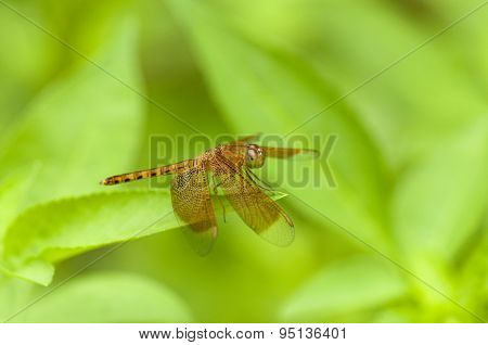 Brown Dragonfly