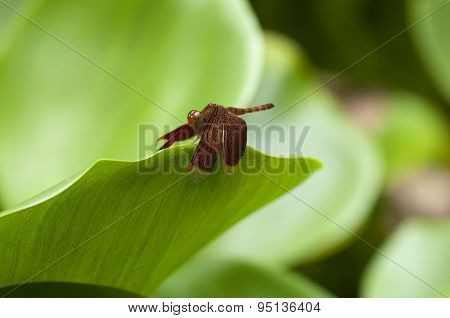 Red Dragonfly