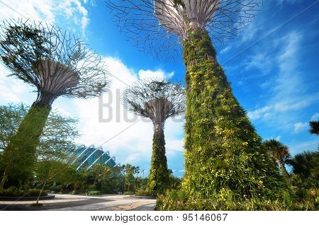 Super-tree In Garden By The Bay