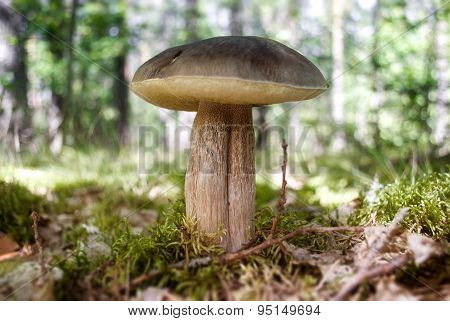Eatable Mushroom