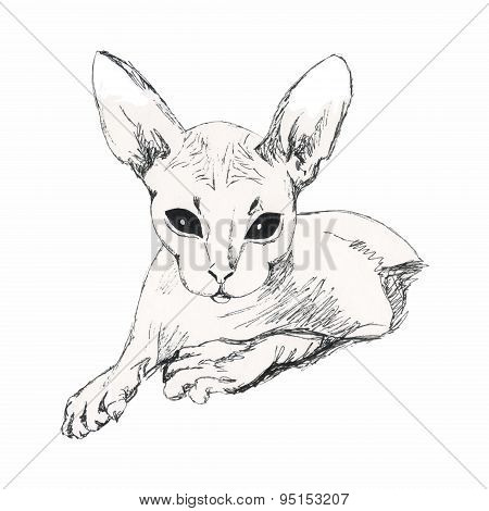 Sketch Cat Sphinx. Drawing By Hand.